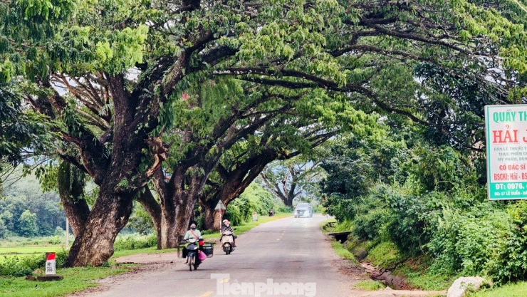 Trải qua bao mùa nắng mưa, thân cây trở nên to lớn, tán xòe rộng như những chiếc ô khổng lồ, phủ kín cả con đường khiến nơi đây được ví như "đường hầm xanh" giữa lòng núi rừng.