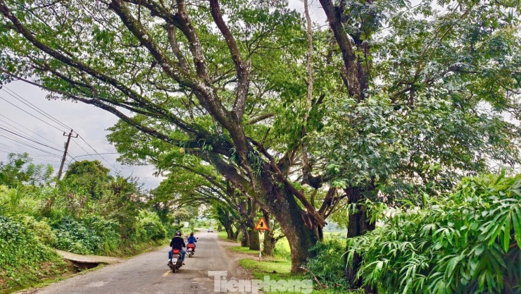 Ngắm hàng me Tây trăm tuổi như &#39;đường hầm xanh&#39; đẹp mê mẩn ở Quảng Ngãi - 9