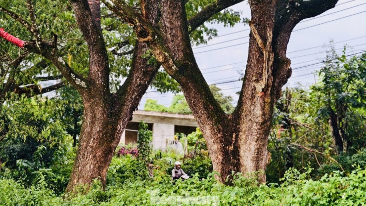 Theo người dân địa phương, sở dĩ được gọi là "cây me Tây" vì những cây me này được trồng từ thời Pháp thuộc để tạo bóng mát và bảo vệ đường khỏi sạt lở.