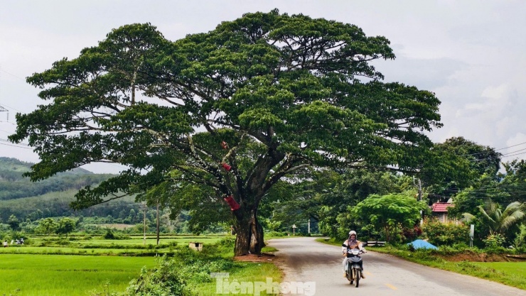 Bóng cây rợp mát giữa mùa hè oi bức.