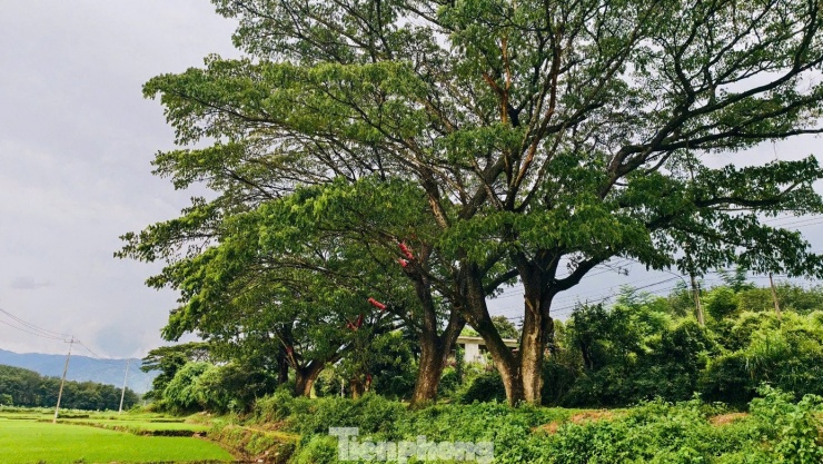 Kết quả xác định có hai hộ dân thừa nhận đã lột vỏ trên các nhánh lớn của hàng me Tây cổ thụ. Lý do được đưa ra là tán cây me quá rộng, che phủ phần lớn ruộng lúa phía dưới, khiến lúa phát triển kém, giảm năng suất, chứ họ không có ý phá hoại.