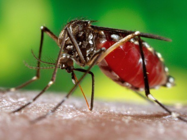 Muỗi truyền bệnh chikungunya lan rộng, Việt Nam có nguy cơ?