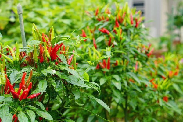 Loại quả thuộc nhóm "tốt nhất thế giới", ở Việt Nam vừa nhiều vừa rẻ - 1
