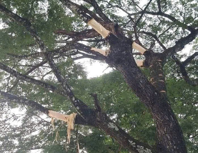 Ngắm hàng me Tây trăm tuổi như &#39;đường hầm xanh&#39; đẹp mê mẩn ở Quảng Ngãi - 28