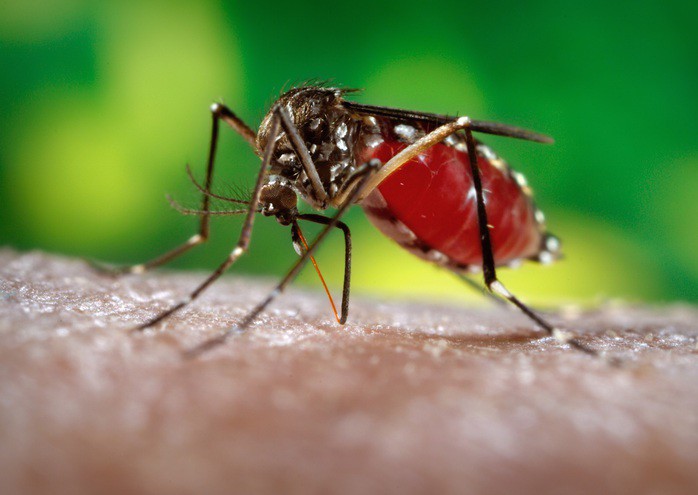 Virus Chikungunya lây truyền qua muỗi nhiễm bệnh, có thể gây sốt và đau khớp. Ảnh: Internet