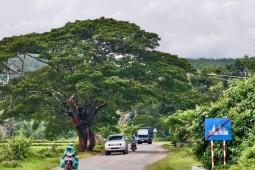 Tin tức trong ngày - Ngắm hàng me Tây trăm tuổi như 'đường hầm xanh' đẹp mê mẩn ở Quảng Ngãi