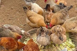 Không thể ly hôn vì 53 con gà, vịt