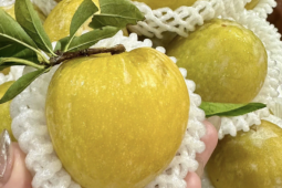 Thị trường - Tiêu dùng - Mận cau Trung Quốc từng có giá 450 nghìn/kg, giờ rớt giá không ai ngờ