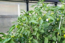 Ẩm thực - Loại quả thuộc nhóm "tốt nhất thế giới", ở Việt Nam vừa nhiều vừa rẻ