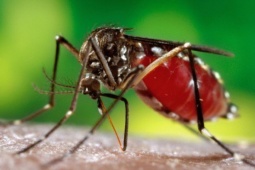 Muỗi truyền bệnh chikungunya lan rộng, Việt Nam có nguy cơ?