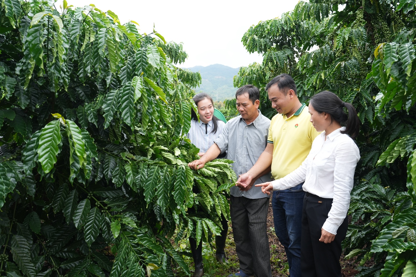 Chuyên gia Nguyễn Thị Tâm - Viện Khoa Học Kỹ Thuật Nông Lâm Nghiệp Tây Nguyên trong một tập phát sóng của “2 Ngày 1 Cây”