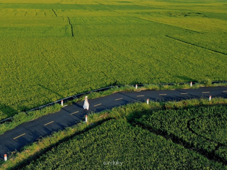 Chỉ cách trung tâm TP HCM khoảng hơn 2 giờ di chuyển bằng ô tô hoặc xe máy, cánh đồng lúa An Nhứt (nay thuộc xã Long Điền, TP HCM sau khi sáp nhập) là một địa điểm đang “gây sốt” trên mạng xã hội nhờ vẻ đẹp nguyên sơ và không gian đậm chất miền quê Nam Bộ. Ảnh Weduky