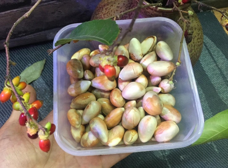 Bất ngờ bộ phận của quả mít người Nhật 'quý như vàng', giúp hỗ trợ giảm đường huyết hiệu quả ở người tiền tiểu đường - 1