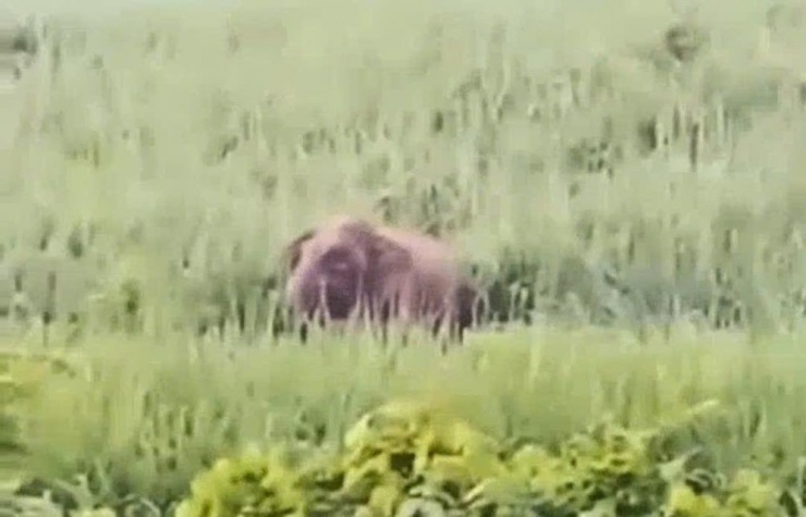 Hình ảnh con voi rừng xuất hiện ở bản Manh, xã Mường Chọng, tỉnh Nghệ An. Ảnh cắt từ clip