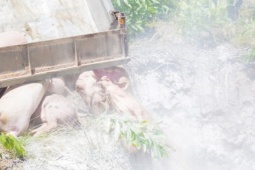Tiêu huỷ khẩn cấp gần 2 tấn lợn bệnh, phát hiện xác lợn chết vứt bên đường ở Huế