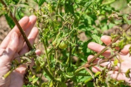 Loại quả được đánh giá "tốt nhất thế giới", ở chợ Việt vừa rẻ vừa nhiều