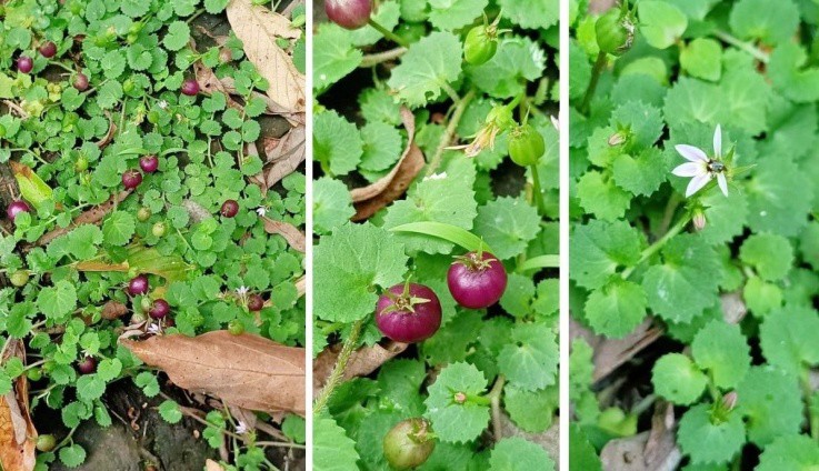 Quả từng bị “cấm ăn”, nay đắt đỏ khách vẫn tranh nhau mua - 2