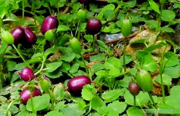 Quả từng bị “cấm ăn”, nay đắt đỏ khách vẫn tranh nhau mua - 1