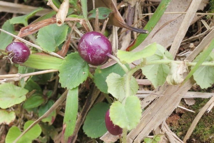 Quả từng bị “cấm ăn”, nay đắt đỏ khách vẫn tranh nhau mua - 3