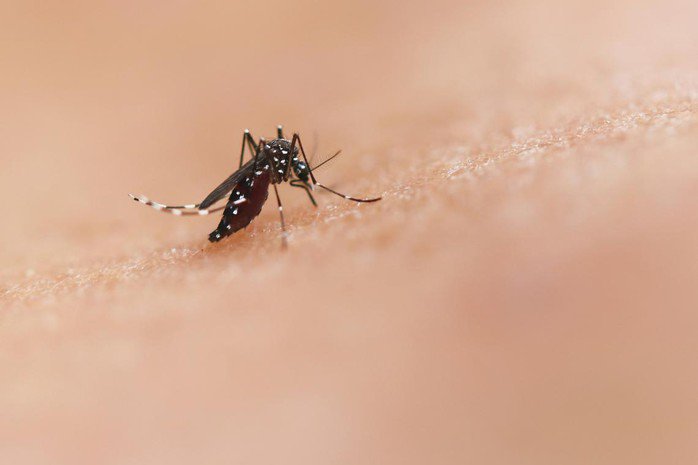 Chikungunya có thể xâm nhập Việt Nam từ người nhập cảnh