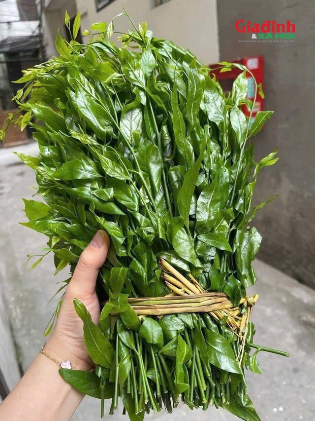 Cận cảnh rau ngót rừng được chị Nguyễn Phạm Lan (ở Hoàng Mai) rao bán với giá 100.000 đồng/kg. Ảnh: NVCC
