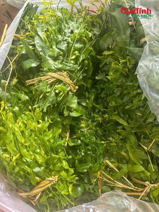 Tại Thủ đô, rau ngót rừng được bán với giá 100.000 đồng/kg, có thời điểm, loại rau này có giá lên đến 170.000 đồng/kg. Ảnh: NVCC
