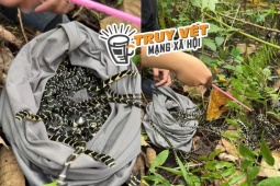 Xôn xao clip một TikToker phóng sinh bầy rắn hổ mang chúa mới nở