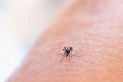 Chikungunya bùng phát ở nhiều nước, Bộ Y tế chỉ đạo khẩn