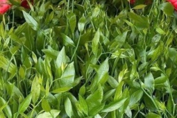 Rau ngót rừng – 'mì chính' của núi rừng, hiếm hàng, giá bán 150.000 đồng/kg vẫn không đủ trả đơn