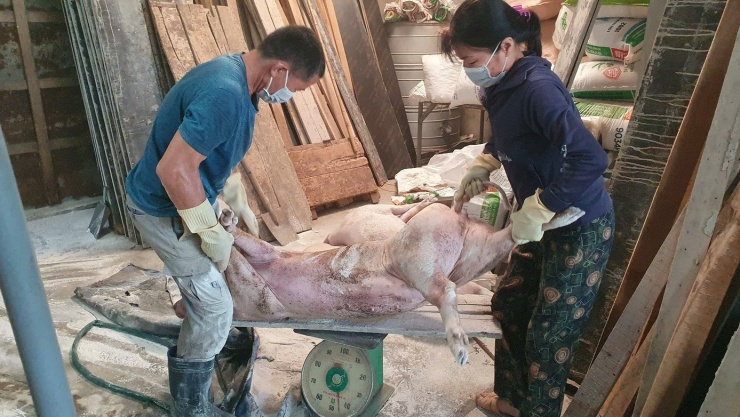 Dịch tả lợn châu Phi tại Hà Tĩnh đang diễn biến phức tạp.