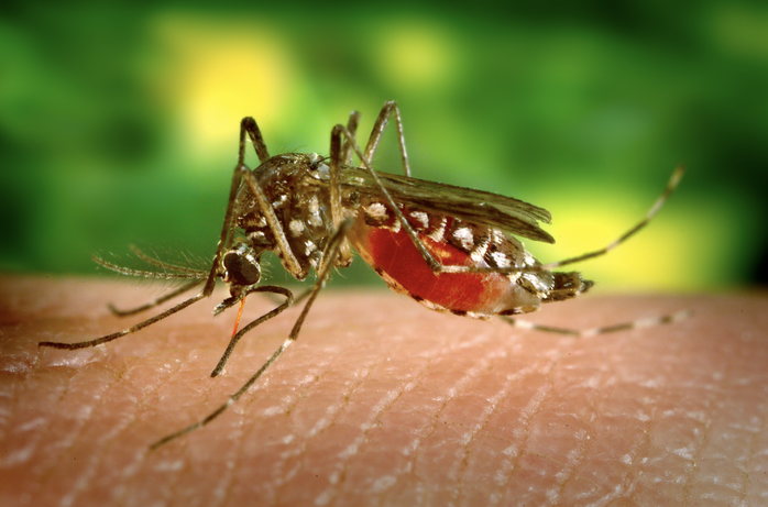 Chikungunya gây ra, lây truyền chủ yếu qua muỗi vằn Aedes aegypti và Aedes albopictus.