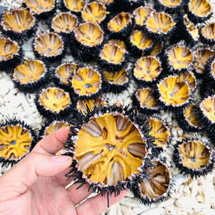 Nhum biển còn gọi là cầu gai hay nhím biển, thường sinh sống ở các hốc đá, rạn san hô, bãi đá ngầm có nhiều rong rêu và cỏ biển. 
