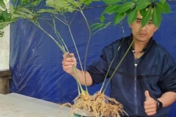 Những loại sâm quý của Việt Nam: Từ vài trăm nghìn đến hàng tỷ đồng/củ