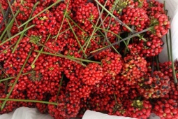 Ba loại hạt quý đắt như vàng của Việt Nam, có loại giá 240 triệu đồng/kg được săn lùng