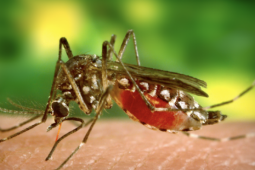 Bệnh Chikungunya bùng phát ở nhiều nước, TP HCM từng có ca bệnh