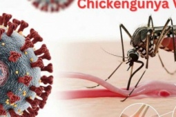 Muỗi đốt truyền bệnh Chikungunya lưu hành tại nhiều địa phương, Bộ Y tế nói gì về nguy cơ dịch bệnh này?