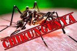 PGS.TS Trần Đắc Phu: Không chủ quan với bệnh Chikungunya, nhưng cũng không quá hoang mang