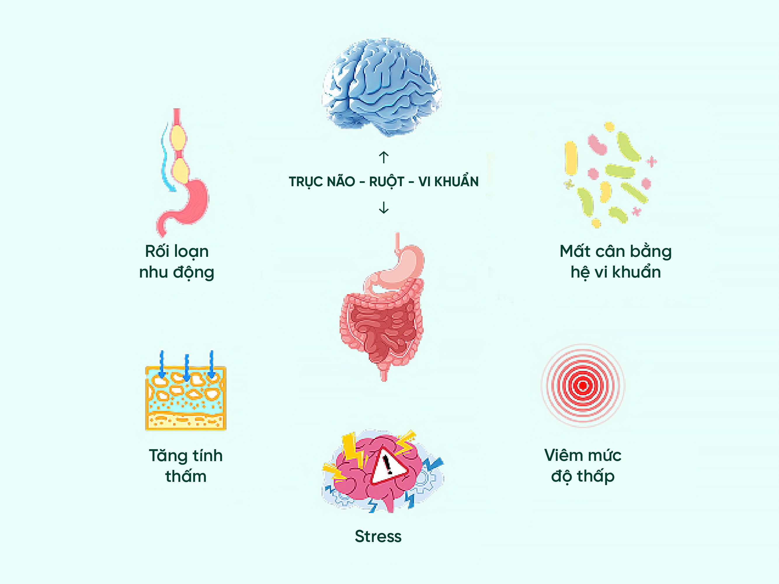 Hội chứng ruột kích thích (IBS): Rối loạn đa tầng cần kiểm soát toàn diện cả triệu chứng cấp lẫn cơ chế nền - 2