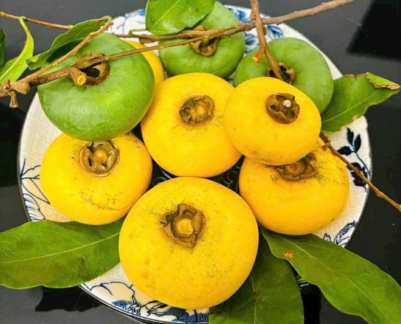 Mùa thị chín chỉ xuất hiện từ tháng 7 đến tháng 9 hàng năm, báo hiệu mùa thu. (Ảnh: Linh Kem)