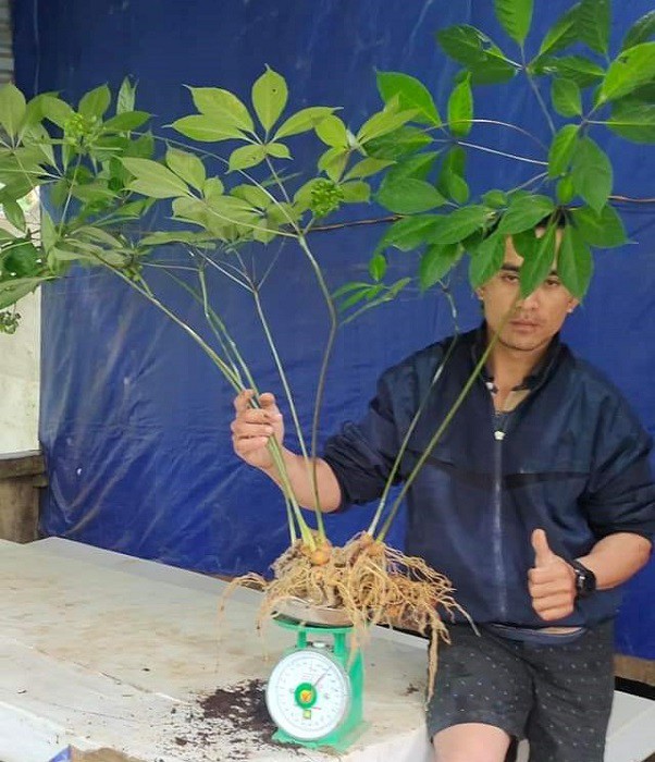 Cây sâm Ngọc Linh được bán với giá 870 triệu đồng.
