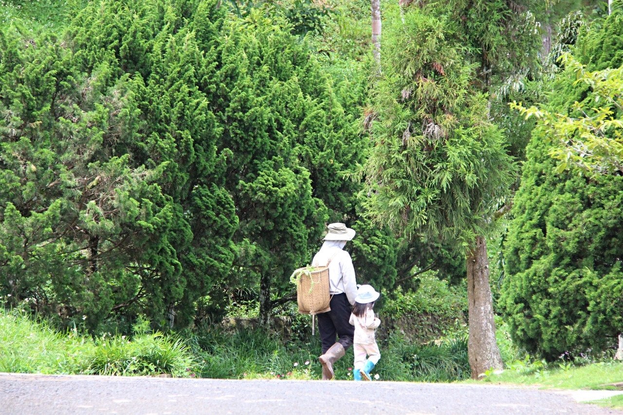 Nơi từng nghe tên đã sợ ở Lâm Đồng, giờ là &#39;đồi nhân ái&#39; xinh đẹp, trong lành - 9