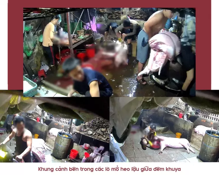 Ớn lạnh lò mổ heo '4 không' - Bài 1: Công an đột kích các lò mổ heo lậu giữa đêm - 9
