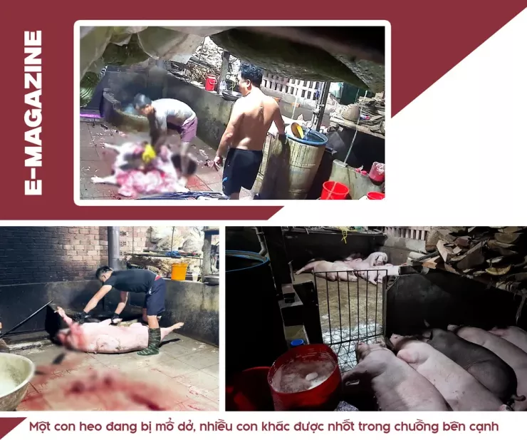 Ớn lạnh lò mổ heo '4 không' - Bài 1: Công an đột kích các lò mổ heo lậu giữa đêm - 18