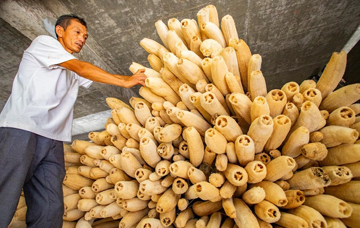 Mướp là loại quả đã quá quen thuộc với người Việt. Tuy nhiên, người ta thường chỉ sử dụng mướp còn non để nấu canh, chế biến món ăn.

