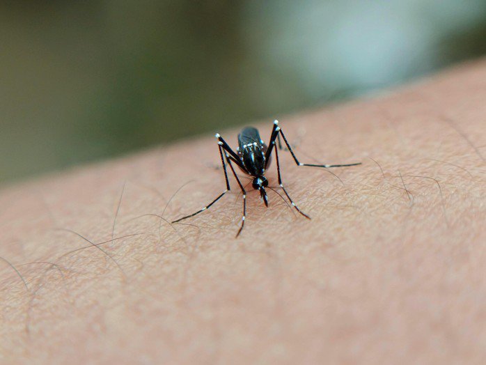 Bệnh Chikungunya lây truyền qua trung gian là muỗi Aedes