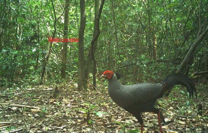 Cận cảnh gà lôi trắng - loài động vật mà một nông dân vừa bị kết án tù vì mua bán - 2