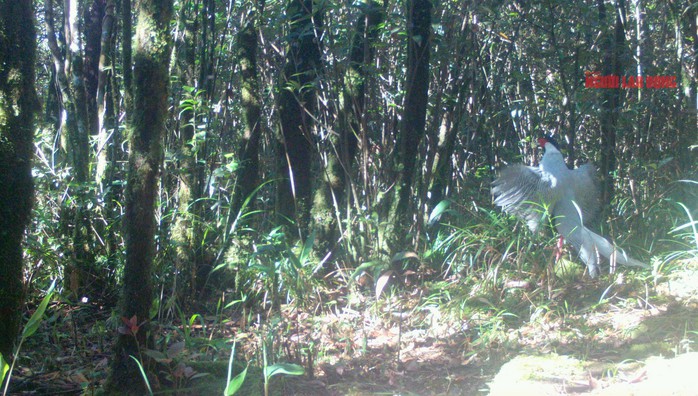 Cận cảnh gà lôi trắng - loài động vật mà một nông dân vừa bị kết án tù vì mua bán - 5