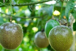 Loại quả Trung Quốc trồng mãi vẫn thất bại, Việt Nam xuất khẩu “bỏ túi” cả tỷ USD
