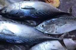 Ba loại cá quen tiềm ẩn nguy cơ cho sức khỏe nếu bạn không biết điều này