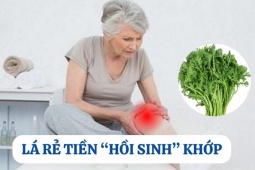 Tin tức sức khỏe - Loại lá rẻ tiền mọc đầy vườn nhưng lại là “khắc tinh” của bệnh xương khớp